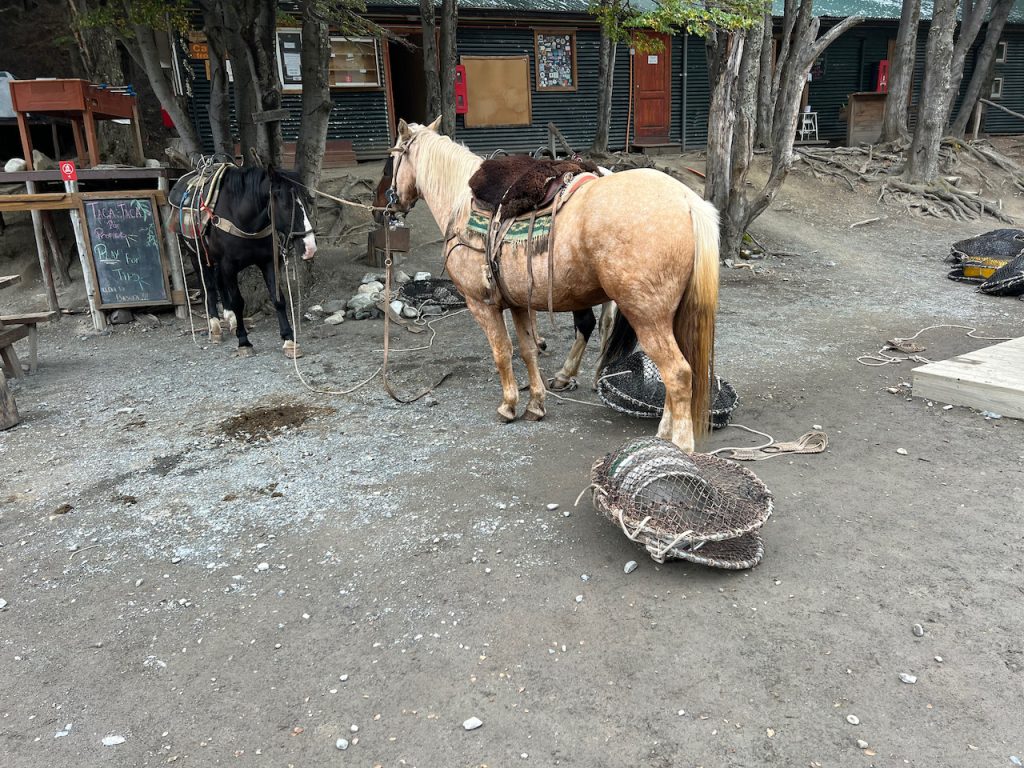 Chileno Refugio