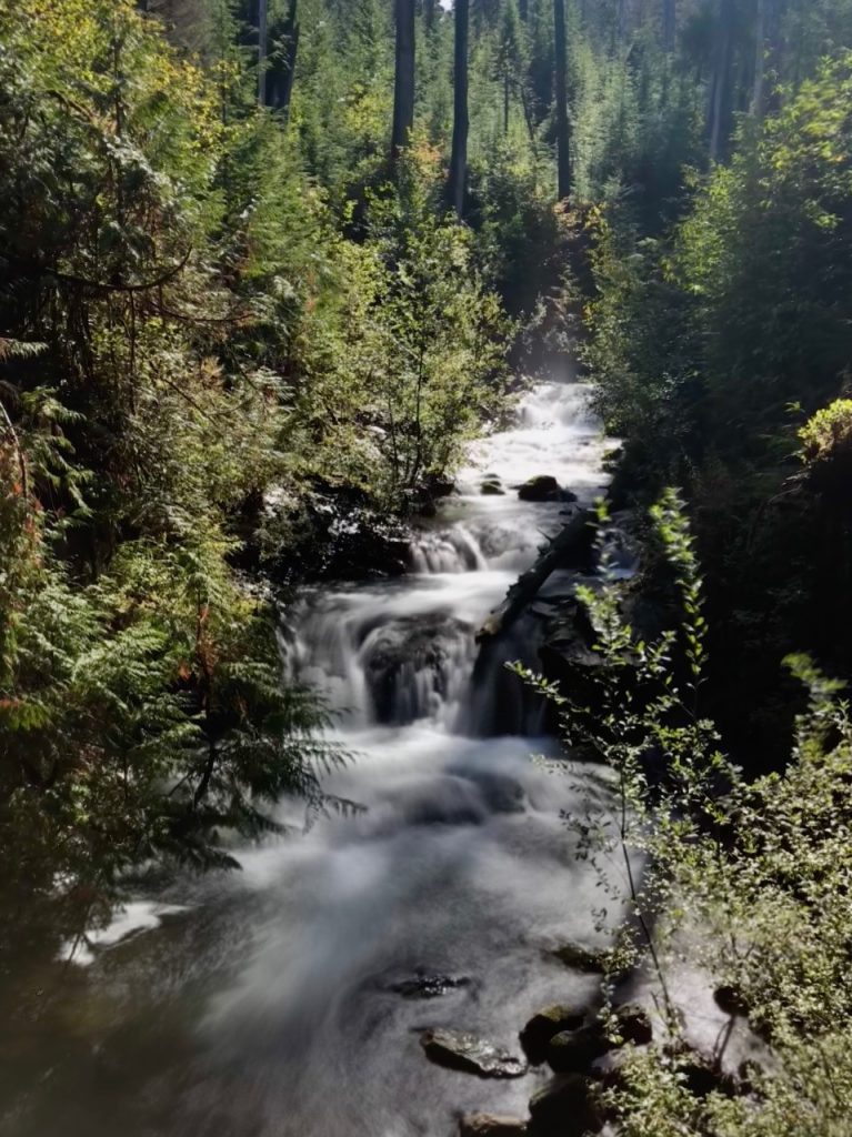 Quinault Rainforest