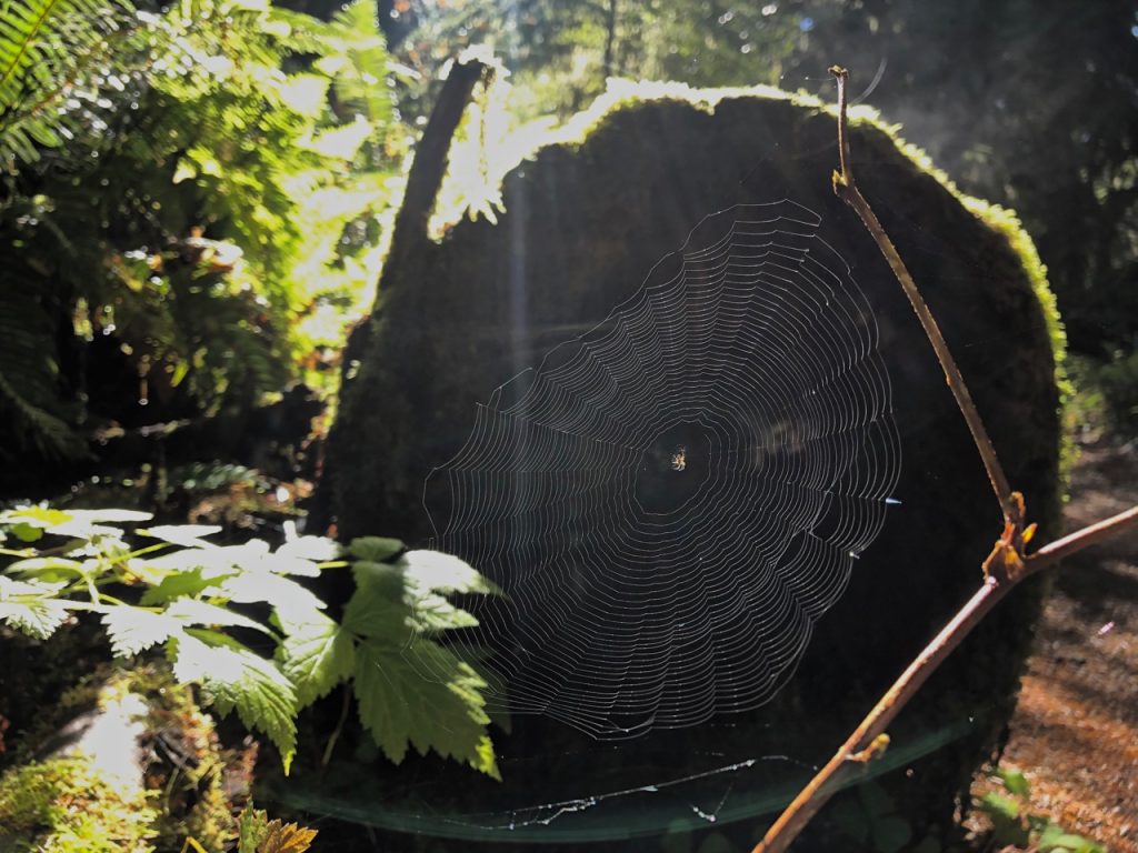 Quinault Rainforest