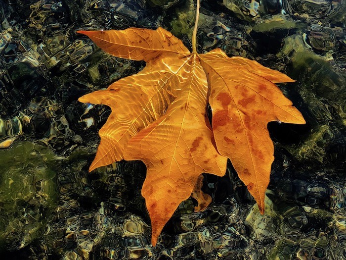leaf_in_Chetco_river_oregon